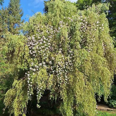 Du Moulin De Tanis 度假居