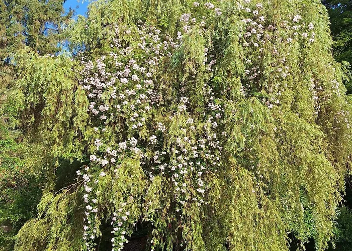 Du Moulin De Tanis 펜션